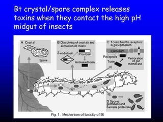 Insecticide classifications and toxicity.pdf