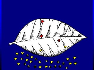 Insecticide classifications and toxicity.pdf