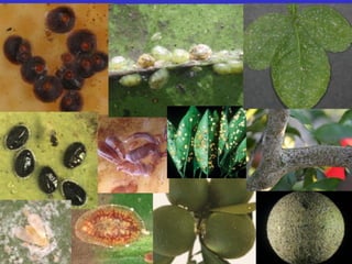 Insecticide classifications and toxicity.pdf