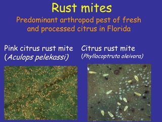 Insecticide classifications and toxicity.pdf