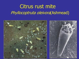 Insecticide classifications and toxicity.pdf