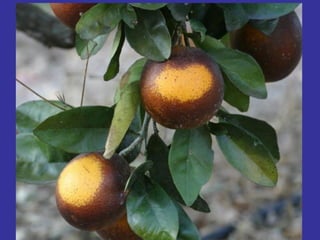 Insecticide classifications and toxicity.pdf