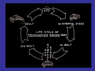 Insecticide classifications and toxicity.pdf