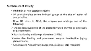 Mechanism of Toxicity
• Inhibition of Ach-Esterase enzyme
• OP phosphorylate serine hydroxyl group at the site of action of
acetylcholine.
• Once OP binds to AChE, the enzyme can undergo one of the
following:
Endogenous hydrolysis of the phosphorylated enzyme by esterase's
or paraoxonases
Reactivation by antidote pralidoxime (2-PAM)
Irreversible binding and permanent enzyme inactivation (aging
phenomenon)
• Accumulated Ach activate muscarinic, nicotinic, CNS receptors
 