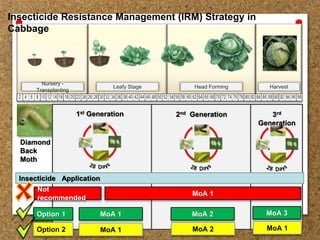 Insecticide resistance of dbm | PPTX