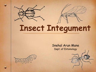Insect Integument
Snehal Arun Mane
Dept. of Entomology
 
