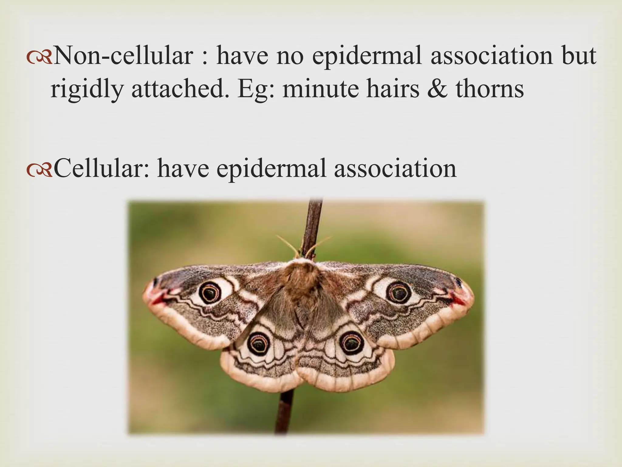 insect body wall - strcture and their function | PPTX
