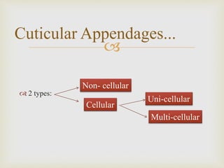 
 2 types:
Cuticular Appendages...
Non- cellular
Cellular
Multi-cellular
Uni-cellular
 
