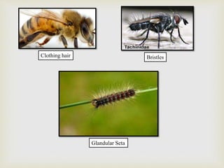 Seta Insect Hair Insect integument - Entomology | PPTX
