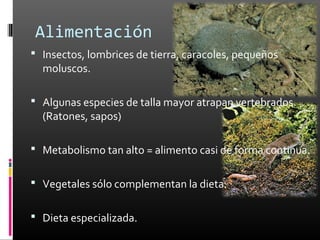 Alimentación
 Insectos, lombrices de tierra, caracoles, pequeños
  moluscos.

 Algunas especies de talla mayor atrapan vertebrados.
  (Ratones, sapos)

 Metabolismo tan alto = alimento casi de forma continua.


 Vegetales sólo complementan la dieta.


 Dieta especializada.
 