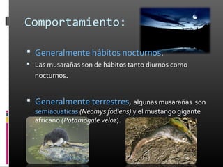 Comportamiento:

 Generalmente hábitos nocturnos.
 Las musarañas son de hábitos tanto diurnos como
  nocturnos.


 Generalmente terrestres, algunas musarañas son
  semiacuaticas (Neomys fodiens) y el mustango gigante
  africano (Potamogale veloz).
 