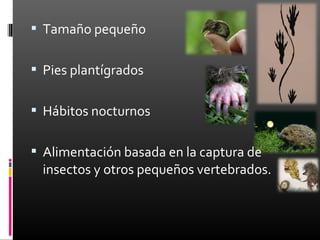  Tamaño pequeño


 Pies plantígrados


 Hábitos nocturnos


 Alimentación basada en la captura de
  insectos y otros pequeños vertebrados.
 