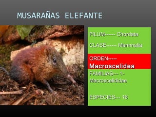 MUSARAÑAS ELEFANTE

               FILUM------ Chordata

               CLASE------ Mammalia

               ORDEN-----
               Macroscelidea
               FAMILIAS--- 1-
               Macroscelididae


               ESPECIES--- 16
 
