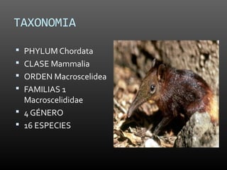 TAXONOMIA

 PHYLUM Chordata
 CLASE Mammalia
 ORDEN Macroscelidea
 FAMILIAS 1
  Macroscelididae
 4 GÉNERO
 16 ESPECIES
 