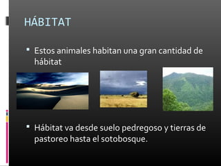 HÁBITAT

 Estos animales habitan una gran cantidad de
  hábitat




 Hábitat va desde suelo pedregoso y tierras de
  pastoreo hasta el sotobosque.
 