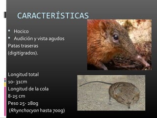 CARACTERÍSTICAS
 Hocico
 Audición y vista agudos
Patas traseras
(digitígrados).



Longitud total
10- 31cm
Longitud de la cola
8-25 cm
Peso 25- 280g
(Rhynchocyon hasta 700g)
 