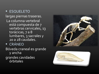  ESQUELETO
largas piernas traseras.
 La columna vertebral
   está compuesta de 7
   vertebras cervicales, 13
   torácicas, 7 a 8
   lumbares, 3 sacrales y
   20 a 28 caudales.
 CRÁNEO
Bóveda craneal es grande
   y ancha
grandes cavidades
   órbitales
 
