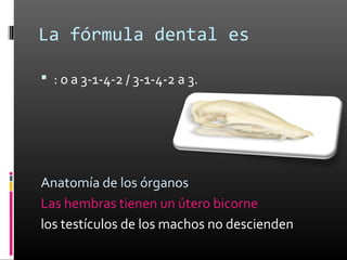 La fórmula dental es

 : 0 a 3-1-4-2 / 3-1-4-2 a 3.




Anatomía de los órganos
Las hembras tienen un útero bicorne
los testículos de los machos no descienden
 