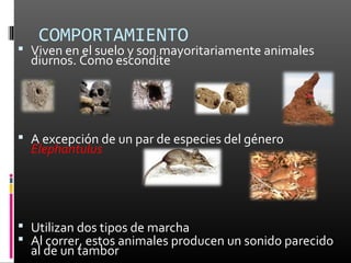 COMPORTAMIENTO
 Viven en el suelo y son mayoritariamente animales
  diurnos. Como escondite




 A excepción de un par de especies del género
  Elephantulus




 Utilizan dos tipos de marcha
 Al correr, estos animales producen un sonido parecido
  al de un tambor
 
