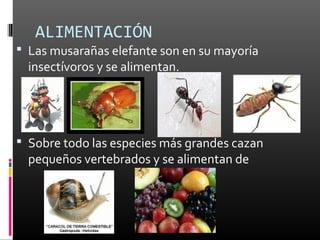 ALIMENTACIÓN
 Las musarañas elefante son en su mayoría
  insectívoros y se alimentan.




 Sobre todo las especies más grandes cazan
  pequeños vertebrados y se alimentan de
 