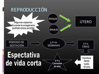 REPRODUCCIÓN
                         ÓVULO
   Algunas especies                   ÚTERO
 Durante la ovogénesis
 SUPER-OVULACIÓN
                          ÓVULO




PERIODO DE                 5 A 10      3o4
GESTACIÓN                SEMANAS      CRÍAS



                                       Hembra
                              3o4       fértil
                            Camadas     todo
                             Al año     El año
 