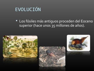 EVOLUCIÓN

 Los fósiles más antiguos proceden del Eoceno
  superior (hace unos 35 millones de años).
 