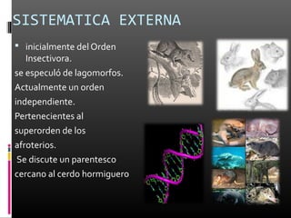 SISTEMATICA EXTERNA
 inicialmente del Orden
   Insectivora.
se especuló de lagomorfos.
Actualmente un orden
independiente.
Pertenecientes al
superorden de los
afroterios.
 Se discute un parentesco
cercano al cerdo hormiguero
 