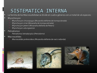 SISTEMATICA INTERNA
   La familia de los Macroscelididae se divide en cuatro géneros con un total de 16 especies:
   Rhynchocyon
        Rhynchocyon chrysopygus (Musaraña elefante de trompa dorada)
        Rhynchocyon cirnei (Musaraña de trompa estriada)
        Rhynchocyon petersi (Musaraña elefante de Peters)
        Rhynchocyon udzungwensis
   Petrodromus
        Petrodromus tetradactylus (Petrodomo)
   Macroscelides
        Macroscelides proboscideus (Musaraña elefante de nariz redonda)
 