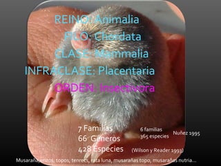 REINO: Animalia
         FILO: Chordata
        CLASE: Mammalia
   INFRACLASE: Placentaria
        ORDEN: Insectivora


                          7 Familias                 6 familias
                                                                  Nuñez 1995
                                                     365 especies
                          66 Géneros
                          428 Especies           (Wilson y Reader 1993)
Musaraña,erizos, topos, tenrecs, rata luna, musarañas topo, musarañas nutria…
 
