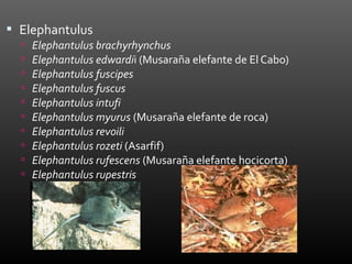  Elephantulus
     Elephantulus brachyrhynchus
     Elephantulus edwardii (Musaraña elefante de El Cabo)
     Elephantulus fuscipes
     Elephantulus fuscus
     Elephantulus intufi
     Elephantulus myurus (Musaraña elefante de roca)
     Elephantulus revoili
     Elephantulus rozeti (Asarfif)
     Elephantulus rufescens (Musaraña elefante hocicorta)
     Elephantulus rupestris
 