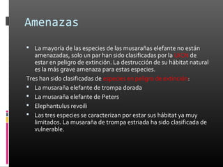 Amenazas
 La mayoría de las especies de las musarañas elefante no están
   amenazadas, solo un par han sido clasificadas por la UICN de
   estar en peligro de extinción. La destrucción de su hábitat natural
   es la más grave amenaza para estas especies.
Tres han sido clasificadas de especies en peligro de extinción:
 La musaraña elefante de trompa dorada
 La musaraña elefante de Peters
 Elephantulus revoili
 Las tres especies se caracterizan por estar sus hábitat ya muy
   limitados. La musaraña de trompa estriada ha sido clasificada de
   vulnerable.
 