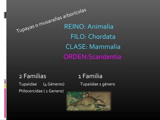 a   s
                             rbo rícol
                   a ñas a
             m usar
     yas o              REINO: Animalia
Tupa
                          FILO: Chordata
                        CLASE: Mammalia
                        ORDEN:Scandentia

2 Familias                         1 Familia
Tupaiidae     (4 Géneros)           Tupaiidae 1 género
Ptilocercidae ( 1 Genero)
 