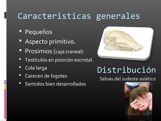 Caracteristicas generales
 Pequeños
 Aspecto primitivo.
 Prosimios (caja craneal)
 Testículos en posición escrotal.
 Cola larga
 Carecen de bigotes
                                     Distribución
                                     Selvas del sudeste asiático
 Sentidos bien desarrollados
 