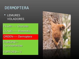 DERMOPTERA
 LEMURES
  VOLADORES

FILUM------ Chordata
CLASE------ Mammalia

ORDEN----- Dermoptera

FAMILIAS---
Cynocephalidae

ESPECIES--- 2
 
