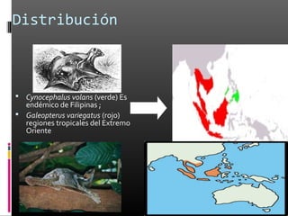 Distribución



 Cynocephalus volans (verde) Es
  endémico de Filipinas ;
 Galeopterus variegatus (rojo)
  regiones tropicales del Extremo
  Oriente
 