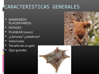 CARACTERISTICAS GENERALES

 MAMIFEROS
    PLACENTARIOS
   PATAGIO
   PLANEAR (100m)
   ¿Lémures? ¿voladores?
   Arborícolas
   Tamaño de un gato
   Ojos grandes
 