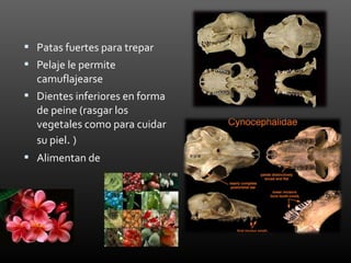  Patas fuertes para trepar
 Pelaje le permite
  camuflajearse
 Dientes inferiores en forma
  de peine (rasgar los
  vegetales como para cuidar
  su piel. )
 Alimentan de
 