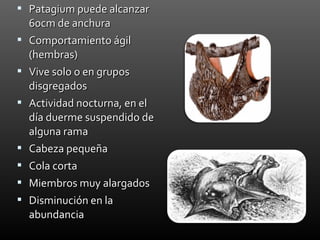  Patagium puede alcanzar
    60cm de anchura
   Comportamiento ágil
    (hembras)
   Vive solo o en grupos
    disgregados
   Actividad nocturna, en el
    día duerme suspendido de
    alguna rama
   Cabeza pequeña
   Cola corta
   Miembros muy alargados
   Disminución en la
    abundancia
 