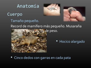 Anatomía
Cuerpo
 Tamaño pequeño.
 Record de mamífero más pequeño. Musaraña
   Suncus etruscus, 2g de peso.

                             Hocico alargado



  Cinco dedos con garras en cada pata
 