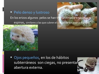  Pelo denso y lustroso
En los erizos algunos pelos se han transformado en quillas o
  espinas, similares a las que cubren el cuerpo de los puerco espines.




 Ojos pequeños, en los de hábitos
   subterráneos son ciegas, no presentan
   abertura externa.
 