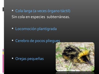  Cola larga (a veces órgano táctil)
Sin cola en especies subterráneas.

 Locomoción plantigrada


 Cerebro de pocos pliegues



 Orejas pequeñas
 