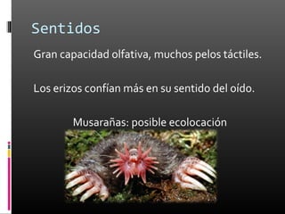 Sentidos
Gran capacidad olfativa, muchos pelos táctiles.

Los erizos confían más en su sentido del oído.

        Musarañas: posible ecolocación
 
