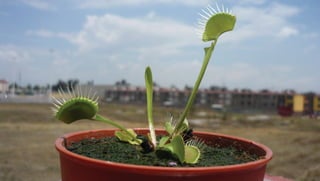 mi primera
Dionaea
cuando recien la
compre.
 