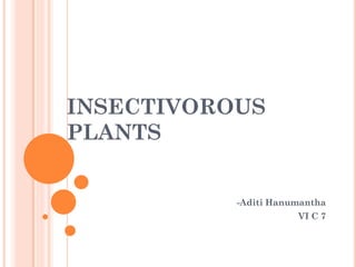 INSECTIVOROUS
PLANTS


           -Aditi Hanumantha
                      VI C 7
 