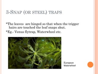 3-SNAP (OR STEEL) TRAPS

*The leaves are hinged so that when the trigger
  hairs are touched the leaf snaps shut.
*Eg.- Venus flytrap, Waterwheel etc.




                                     European
 Waterwheel                          Waterwheel
 