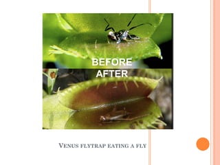 BEFORE
          AFTER




VENUS FLYTRAP EATING A FLY
 