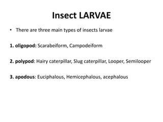 Insect LARVAE
• There are three main types of insects larvae
1. oligopod: Scarabeiform, Campodeiform
2. polypod: Hairy caterpillar, Slug caterpillar, Looper, Semilooper
3. apodous: Euciphalous, Hemicephalous, acephalous
 