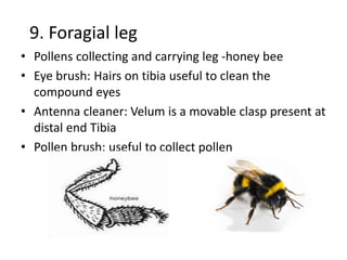 9. Foragial leg
• Pollens collecting and carrying leg -honey bee
• Eye brush: Hairs on tibia useful to clean the
compound eyes
• Antenna cleaner: Velum is a movable clasp present at
distal end Tibia
• Pollen brush: useful to collect pollen
 