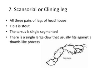 7. Scansorial or Clining leg
• All three pairs of legs of head house
• Tibia is stout
• The tarsus is single segmented
• There is a single large claw that usually fits against a
thumb-like process
 