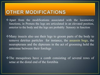 Insect leg | PPTX